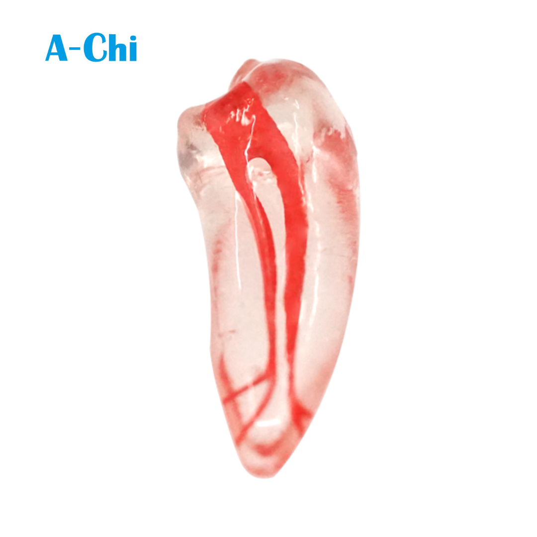 Mandibular_Premolar