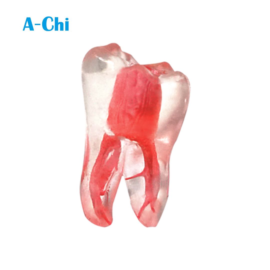 Mandibular First Molar